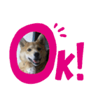 柴犬プルのスタンプ（個別スタンプ：14）