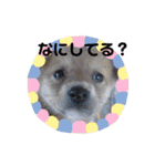 柴犬プルのスタンプ（個別スタンプ：17）
