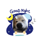 柴犬プルのスタンプ（個別スタンプ：18）