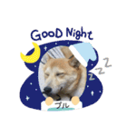 柴犬プルのスタンプ（個別スタンプ：20）