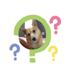 柴犬プルのスタンプ（個別スタンプ：21）