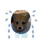 柴犬プルのスタンプ（個別スタンプ：22）