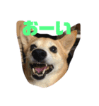 柴犬プルのスタンプ（個別スタンプ：24）