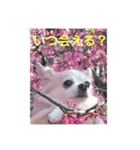 柴犬プルのスタンプ（個別スタンプ：25）