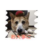 柴犬プルのスタンプ（個別スタンプ：26）