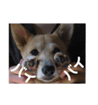 柴犬プルのスタンプ（個別スタンプ：27）