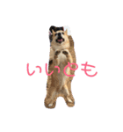 柴犬プルのスタンプ（個別スタンプ：30）