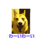 柴犬プルのスタンプ（個別スタンプ：31）