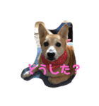 柴犬プルのスタンプ（個別スタンプ：33）