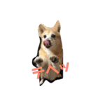 柴犬プルのスタンプ（個別スタンプ：34）
