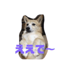 柴犬プルのスタンプ（個別スタンプ：36）