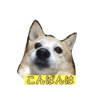 柴犬プルのスタンプ（個別スタンプ：37）