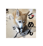 柴犬プルのスタンプ（個別スタンプ：38）