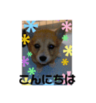 柴犬プルのスタンプ（個別スタンプ：39）