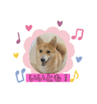 柴犬プルのスタンプ（個別スタンプ：40）