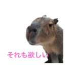 愉快な動物～カピバラ馬犬ゾウライオン～（個別スタンプ：3）