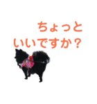 ポメチワ☆メア（個別スタンプ：8）