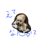 アメコカのコッちゃん（個別スタンプ：3）