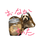 アメコカのコッちゃん（個別スタンプ：7）