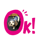 アメコカのコッちゃん（個別スタンプ：8）
