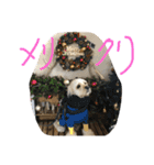 アメコカのコッちゃん（個別スタンプ：10）