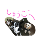 アメコカのコッちゃん（個別スタンプ：20）