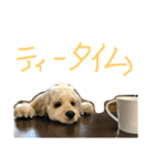 アメコカのコッちゃん（個別スタンプ：27）