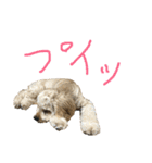 アメコカのコッちゃん（個別スタンプ：30）