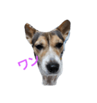 愛犬猫シリーズ1（個別スタンプ：2）