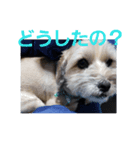 愛犬猫シリーズ1（個別スタンプ：3）