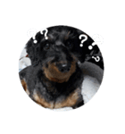 愛犬猫シリーズ1（個別スタンプ：4）