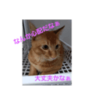 愛犬猫シリーズ1（個別スタンプ：5）