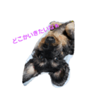 愛犬猫シリーズ1（個別スタンプ：6）