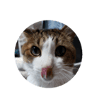 愛犬猫シリーズ1（個別スタンプ：7）