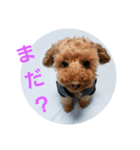 愛犬猫シリーズ1（個別スタンプ：8）