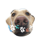 ペーターのすたんぷ（個別スタンプ：3）