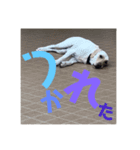 ペーターのすたんぷ（個別スタンプ：4）