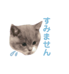 ブリティッシュショートヘアのひなちゃん（個別スタンプ：2）