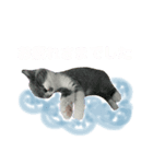ブリティッシュショートヘアのひなちゃん（個別スタンプ：4）