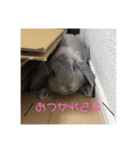 ロップイヤーほこりの日常（個別スタンプ：7）