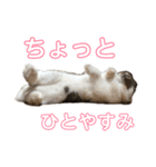 うさぎのちくわの日常（個別スタンプ：1）