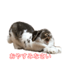 うさぎのちくわの日常（個別スタンプ：2）