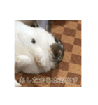 うさぎのちくわの日常（個別スタンプ：6）
