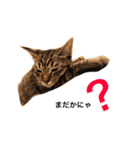 キジトラ姫のスタンプ（個別スタンプ：3）