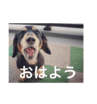 虎太郎 kotarou（個別スタンプ：2）