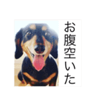 虎太郎 kotarou（個別スタンプ：3）