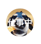 虎太郎 kotarou（個別スタンプ：9）