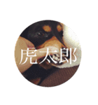 虎太郎 kotarou（個別スタンプ：16）