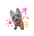 うちの犬はヨークシャー（個別スタンプ：1）