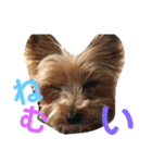 うちの犬はヨークシャー（個別スタンプ：2）
